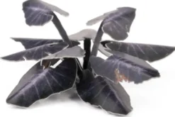 Gamers Grass: Black Magic Taro