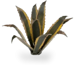 Gamers Grass: Laser Plants - Agave