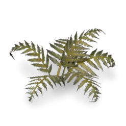Gamers Grass: Laser Plants - Bracken