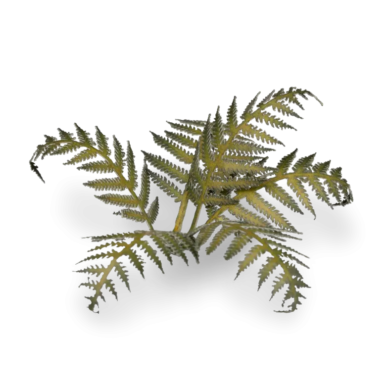 Gamers Grass: Laser Plants - Bracken