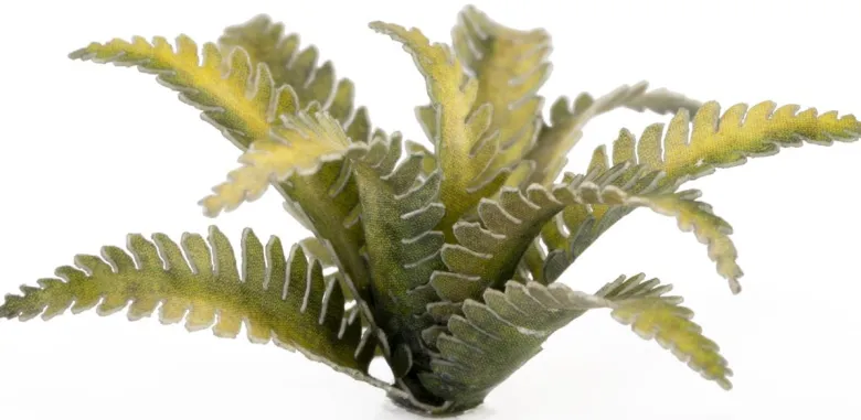 Gamers Grass: Laser Plants - Deer Fern