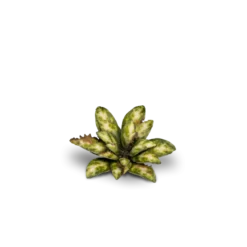 Gamers Grass: Laser Plants - Dumb Cane