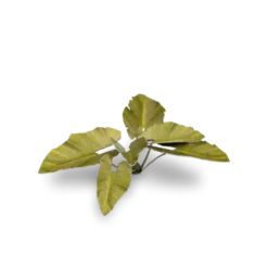 Gamers Grass: Laser Plants - Elephant Ear