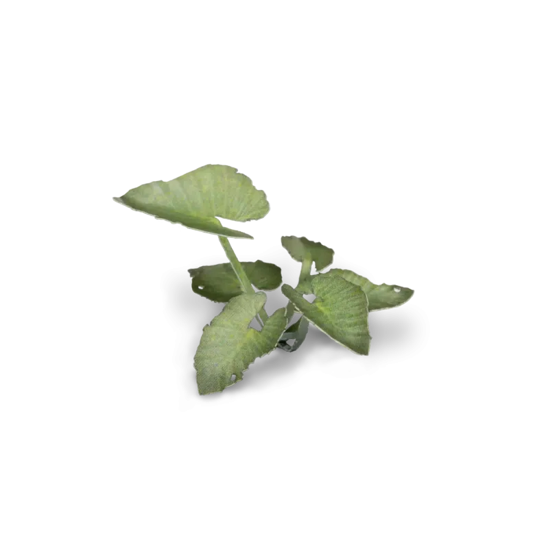Gamers Grass: Laser Plants - Elephant Ear