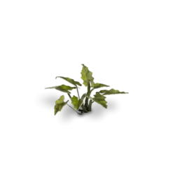 Gamers Grass: Laser Plants - Lords and Ladies