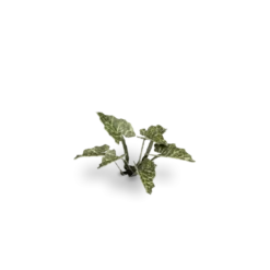 Gamers Grass: Laser Plants - Lords and Ladies