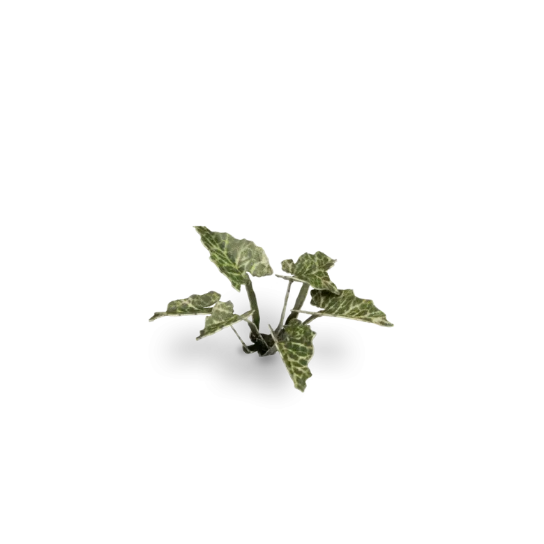 Gamers Grass: Laser Plants - Lords and Ladies