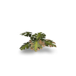 Gamers Grass: Laser Plants - Monstera