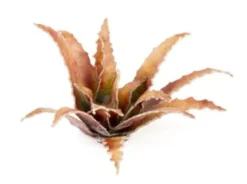 Gamers Grass: Laser Plants - Red Aloe