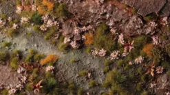 Gamers Grass: Pink Orchid Tiny Flowers