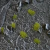 Gamers Grass: Tiny Dry Green Tuft (2mm)