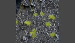 Gamers Grass: Tiny Light Green Tuft (2mm)