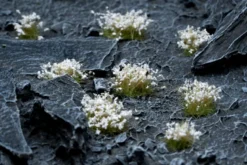 Gamers Grass: White Flowers Tuft